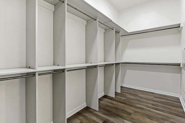 walk in closet with dark hardwood / wood-style flooring