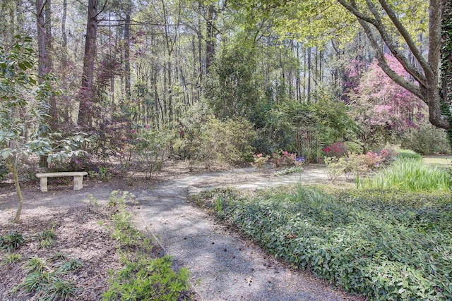 view of road featuring a wooded view
