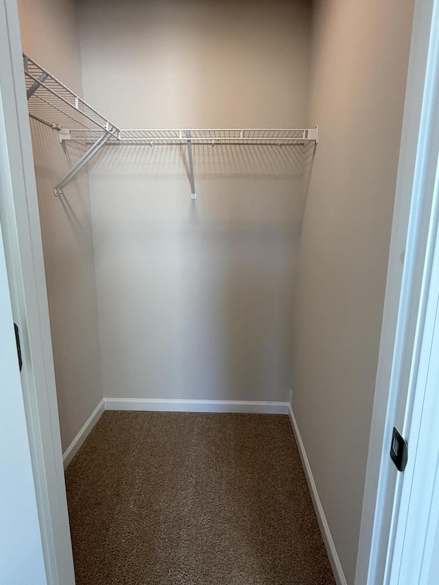 spacious closet featuring carpet