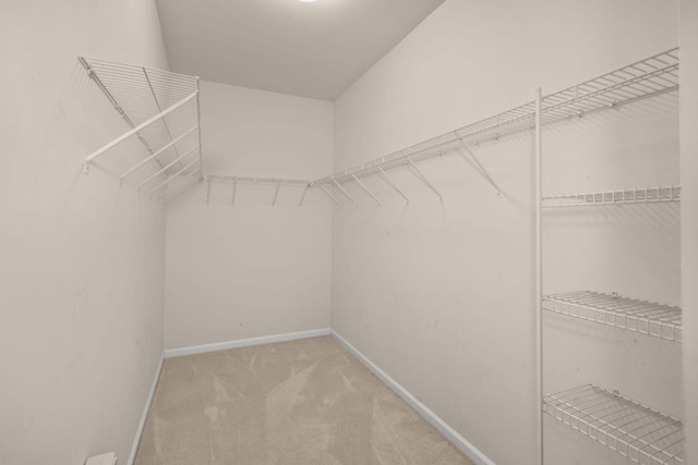 spacious closet featuring carpet