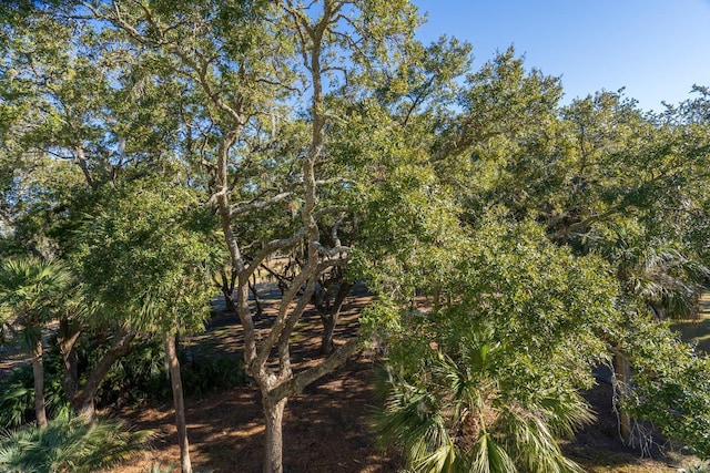 view of local wilderness