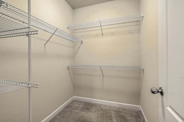 spacious closet featuring carpet