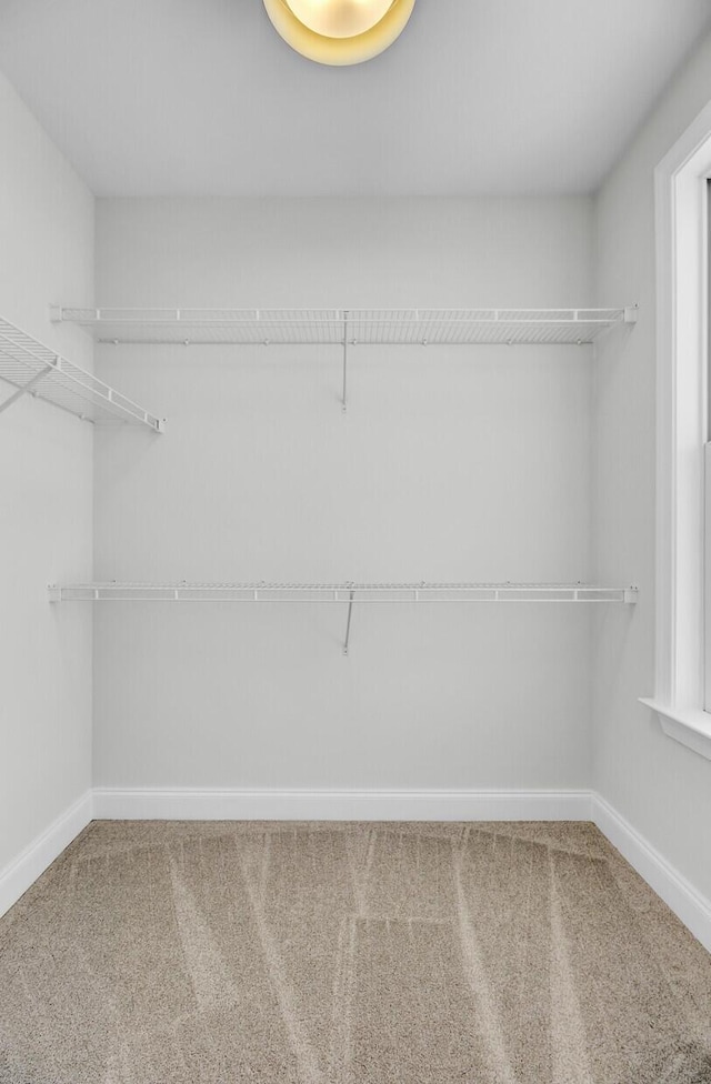 walk in closet featuring carpet floors