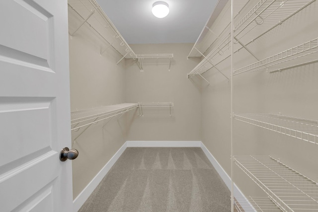 walk in closet with carpet flooring