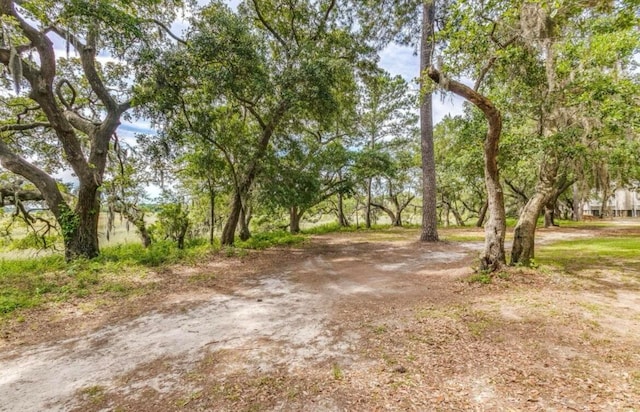 view of local wilderness