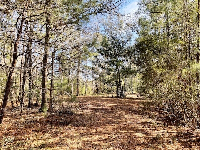 view of local wilderness