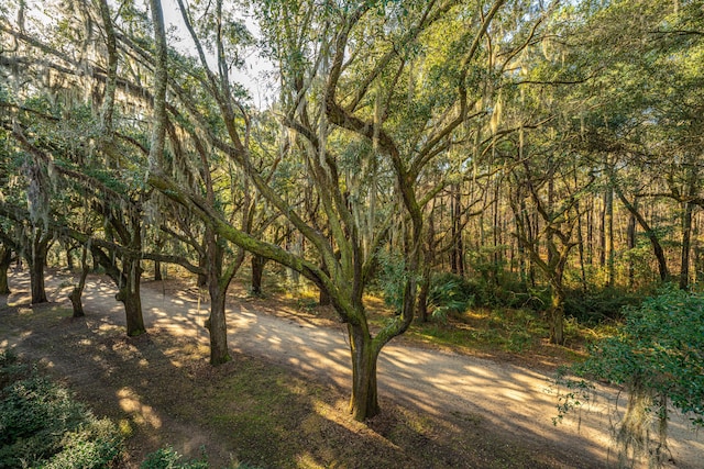 view of local wilderness