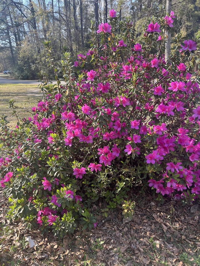 431 Otis Rd, Walterboro, SC 29488 - exterior space