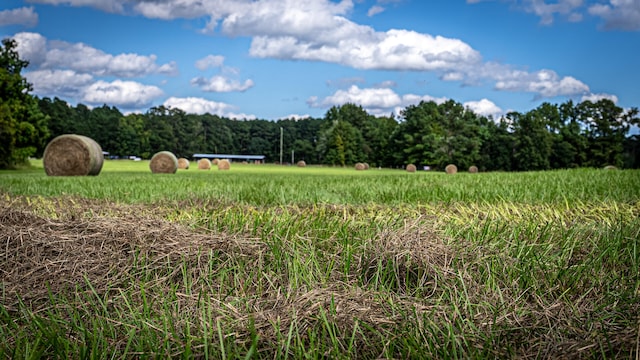 view of local wilderness with a rural view