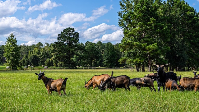 0 Tuten Rd, Round O, SC 29474 - view of property's community with a rural view