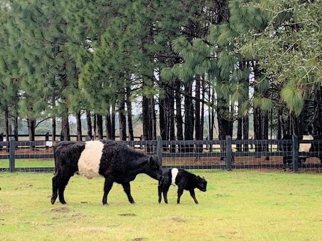 surrounding community featuring a lawn and a rural view