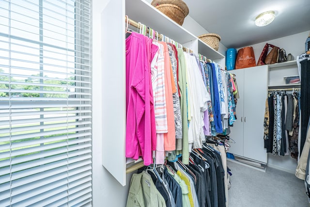 walk in closet with carpet flooring