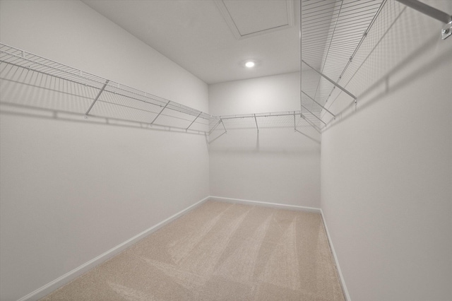 walk in closet with carpet flooring