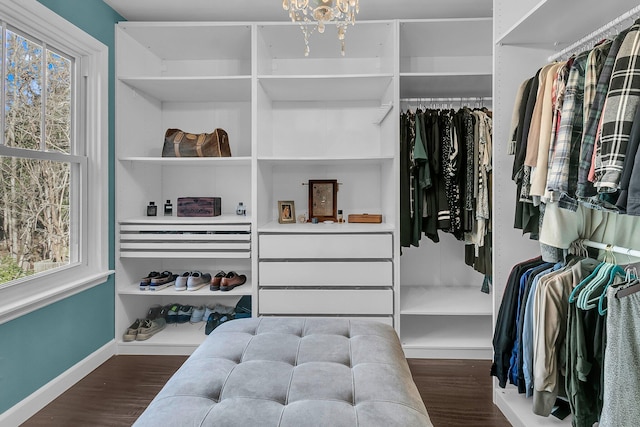 spacious closet featuring dark hardwood / wood-style flooring and an inviting chandelier