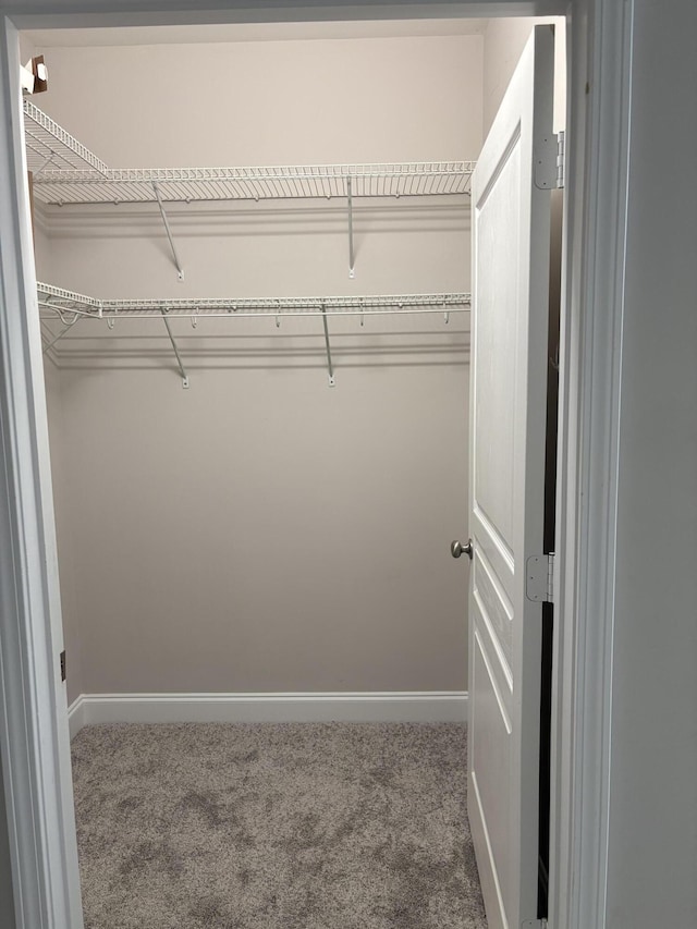 walk in closet featuring carpet flooring