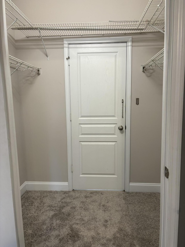 spacious closet featuring carpet