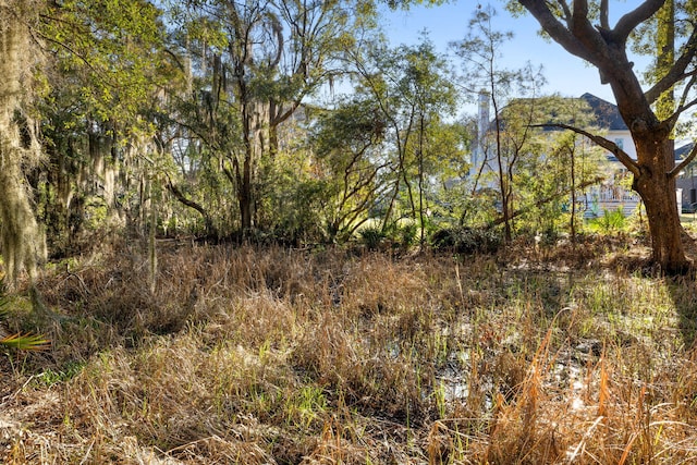 view of local wilderness