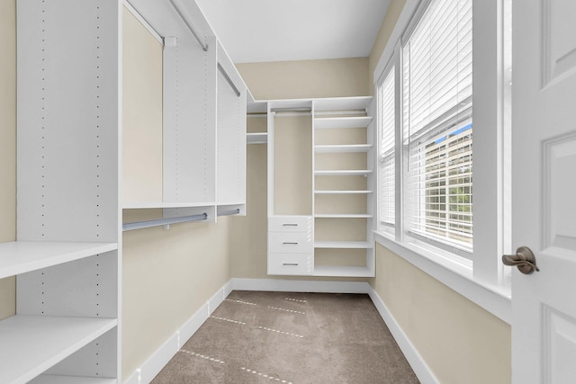 walk in closet featuring carpet floors