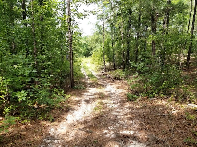 view of local wilderness