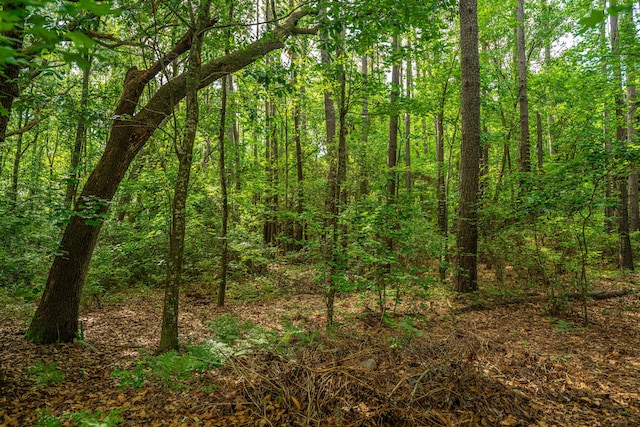 view of woods