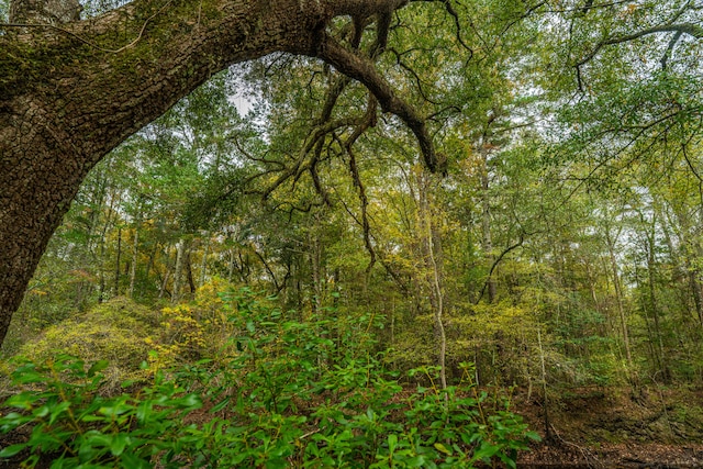 view of local wilderness