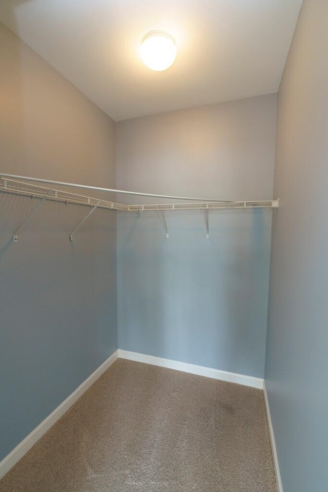walk in closet with carpet flooring