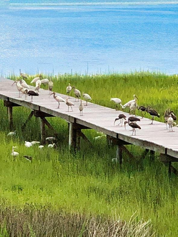 2287 Shoreline Dr, Johns Island, SC 29455 - view of dock