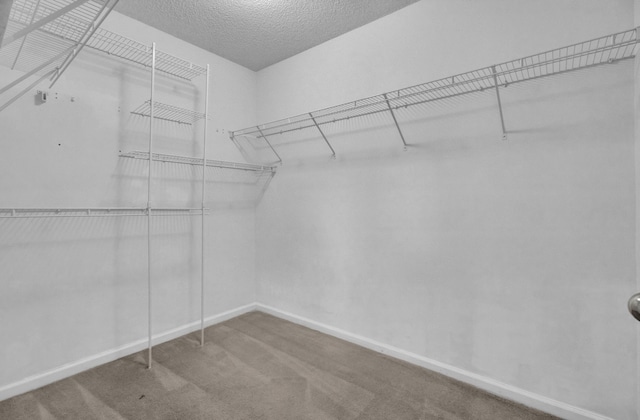 spacious closet featuring carpet