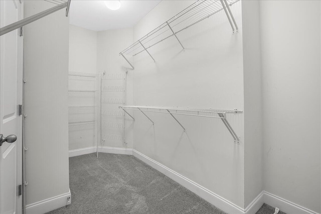 spacious closet featuring carpet flooring