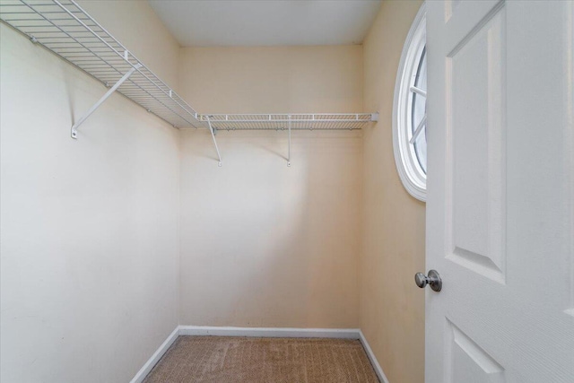 spacious closet featuring carpet flooring