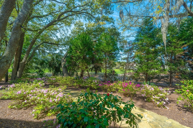 4233 Haulover Dr, Johns Island, SC 29455 - view of yard