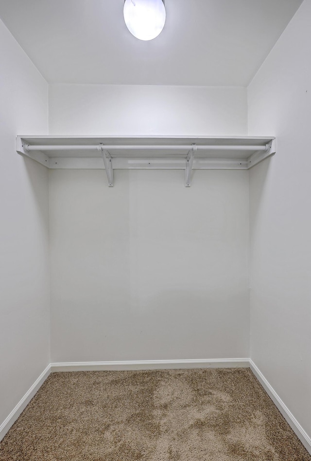 walk in closet with carpet flooring