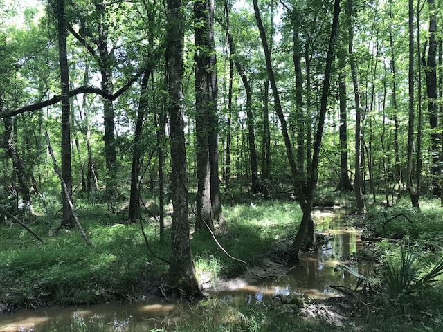 view of local wilderness