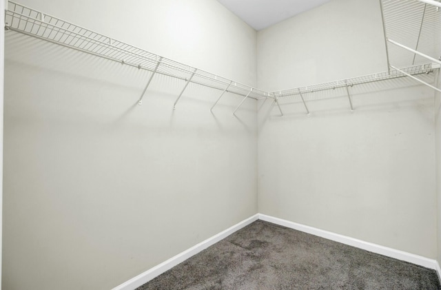 walk in closet featuring carpet flooring