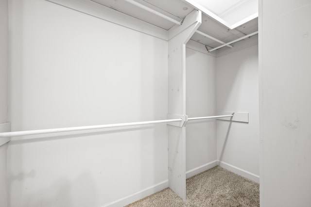 walk in closet with carpet floors