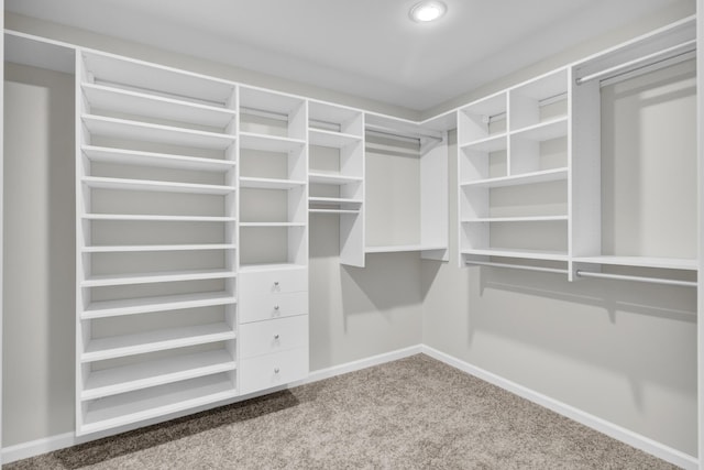 spacious closet featuring carpet floors