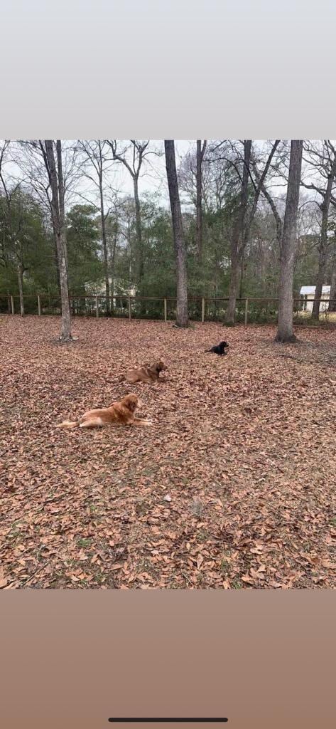 5423 Buckeye Rd, Hollywood, SC 29449 - view of yard