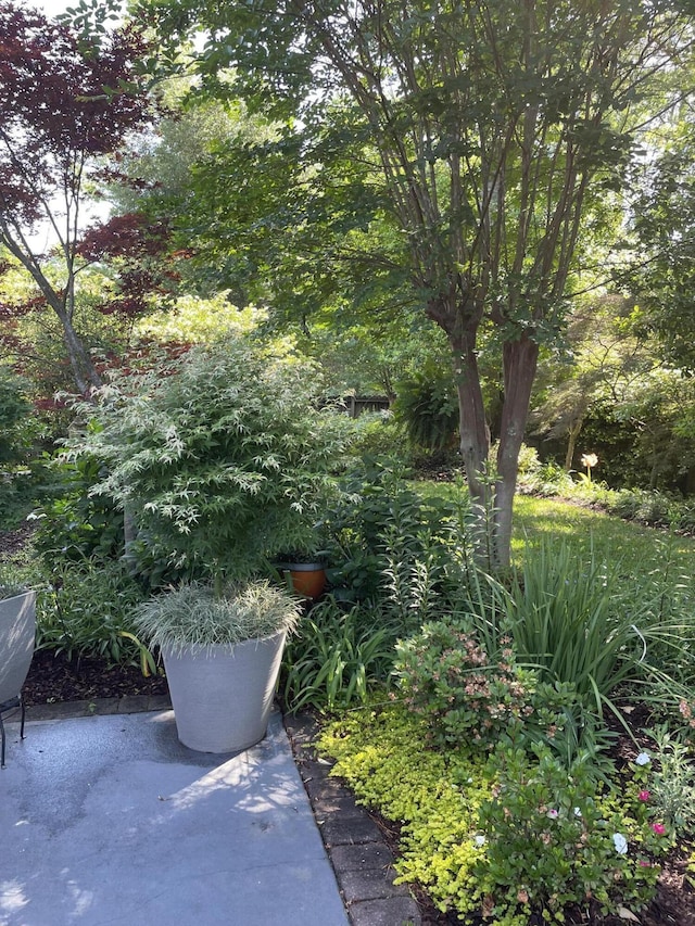 view of yard featuring a patio area