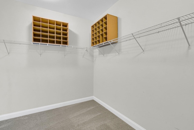 walk in closet with carpet floors