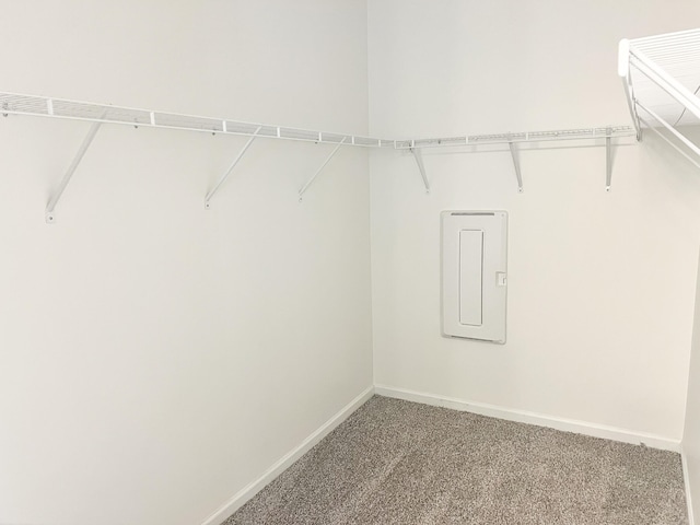 spacious closet featuring carpet