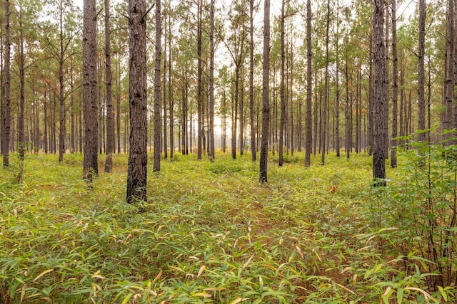 view of nature with a forest view