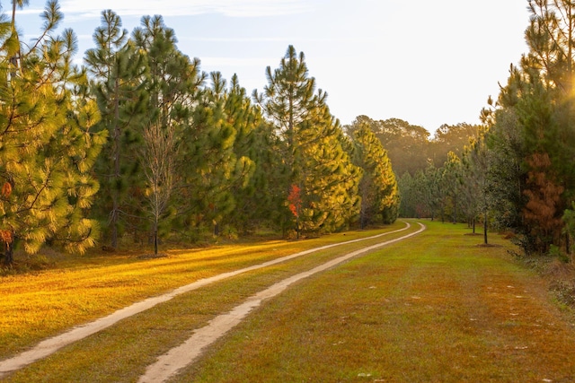 view of street with a view of trees