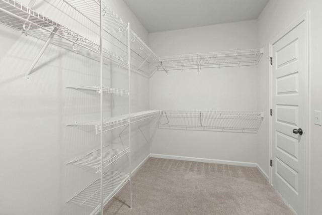 spacious closet featuring carpet flooring