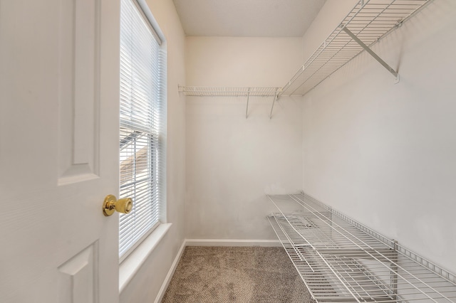 1308 Wild Olive Dr, Mount Pleasant, SC 29464 - walk in closet with carpet flooring