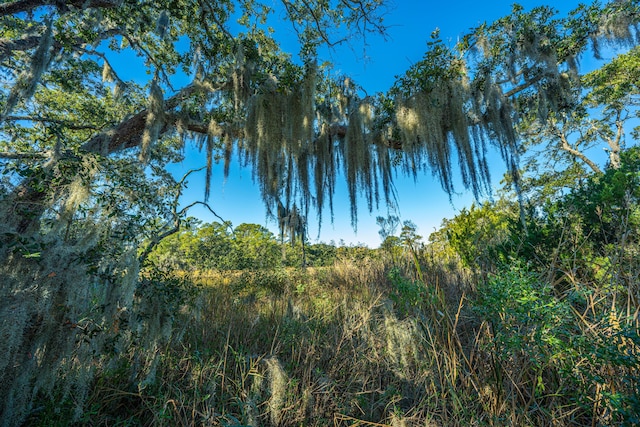 view of local wilderness