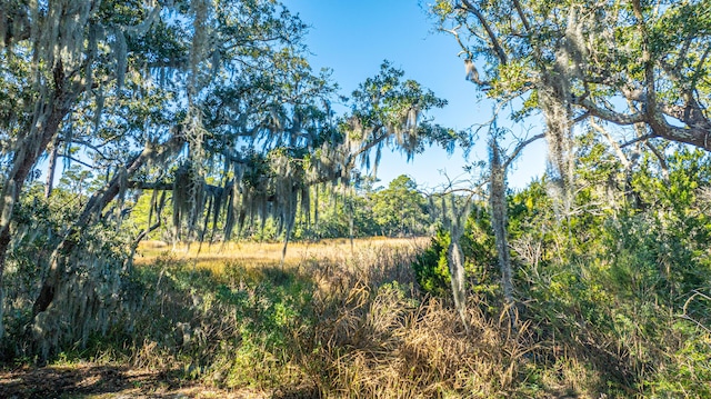 view of local wilderness