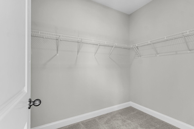 spacious closet with carpet flooring