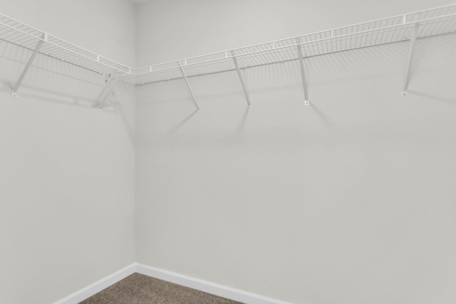 walk in closet featuring carpet floors