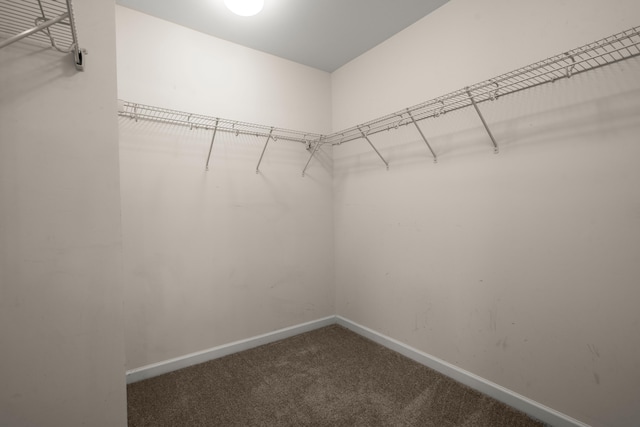 spacious closet featuring carpet