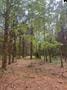 Listing photo 2 for DH1 Wagener Rd Unit Dh 1, Wagener SC 29164